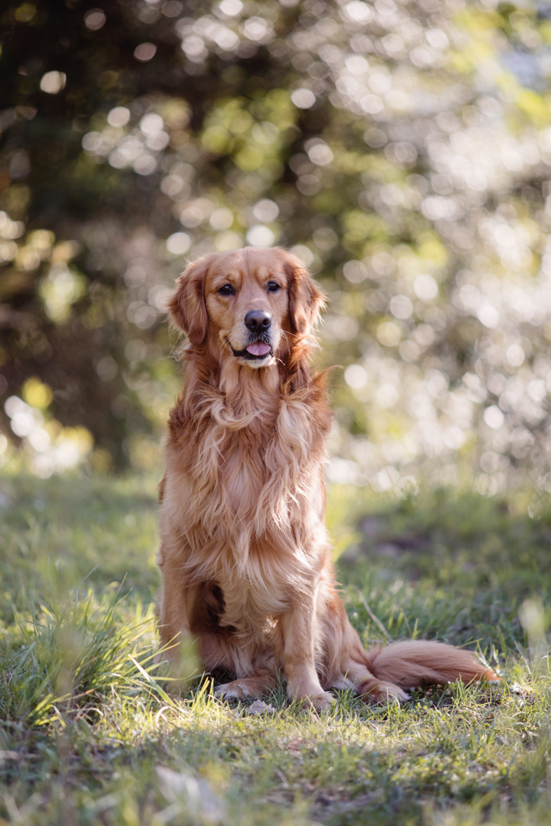 pet photography liguria ventimiglia provincia di imperia photoshoot golden retriever
