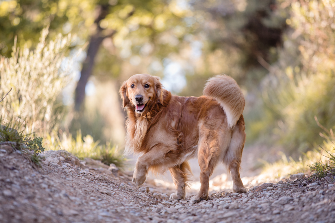pet photography liguria ventimiglia provincia di imperia photoshoot golden retriever