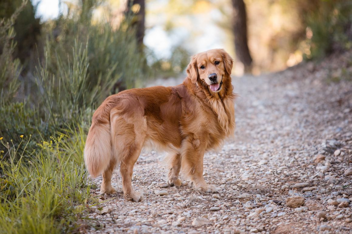pet photography liguria ventimiglia provincia di imperia photoshoot golden retriever