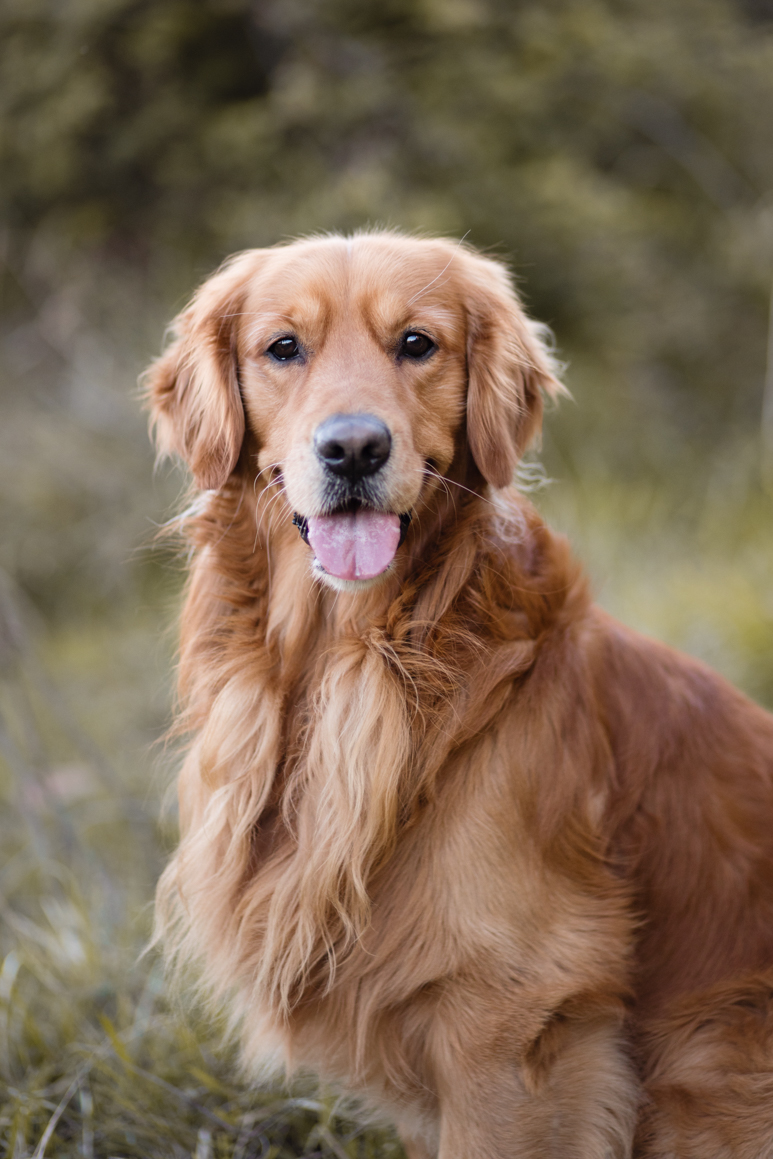 pet photography liguria ventimiglia provincia di imperia photoshoot golden retriever