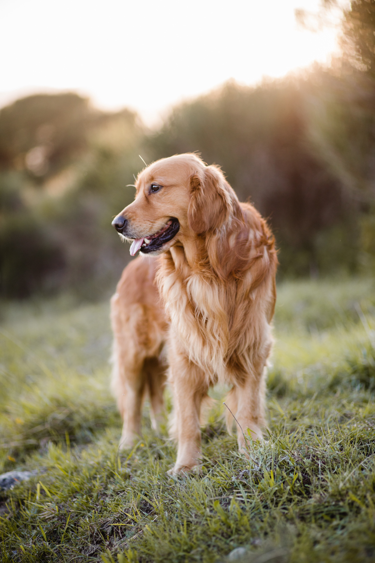 pet photography liguria ventimiglia provincia di imperia photoshoot golden retriever