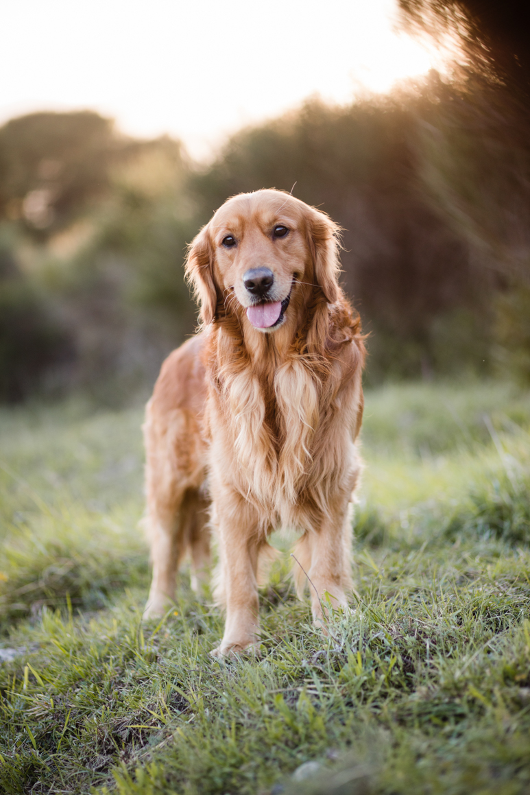 pet photography liguria ventimiglia provincia di imperia photoshoot golden retriever