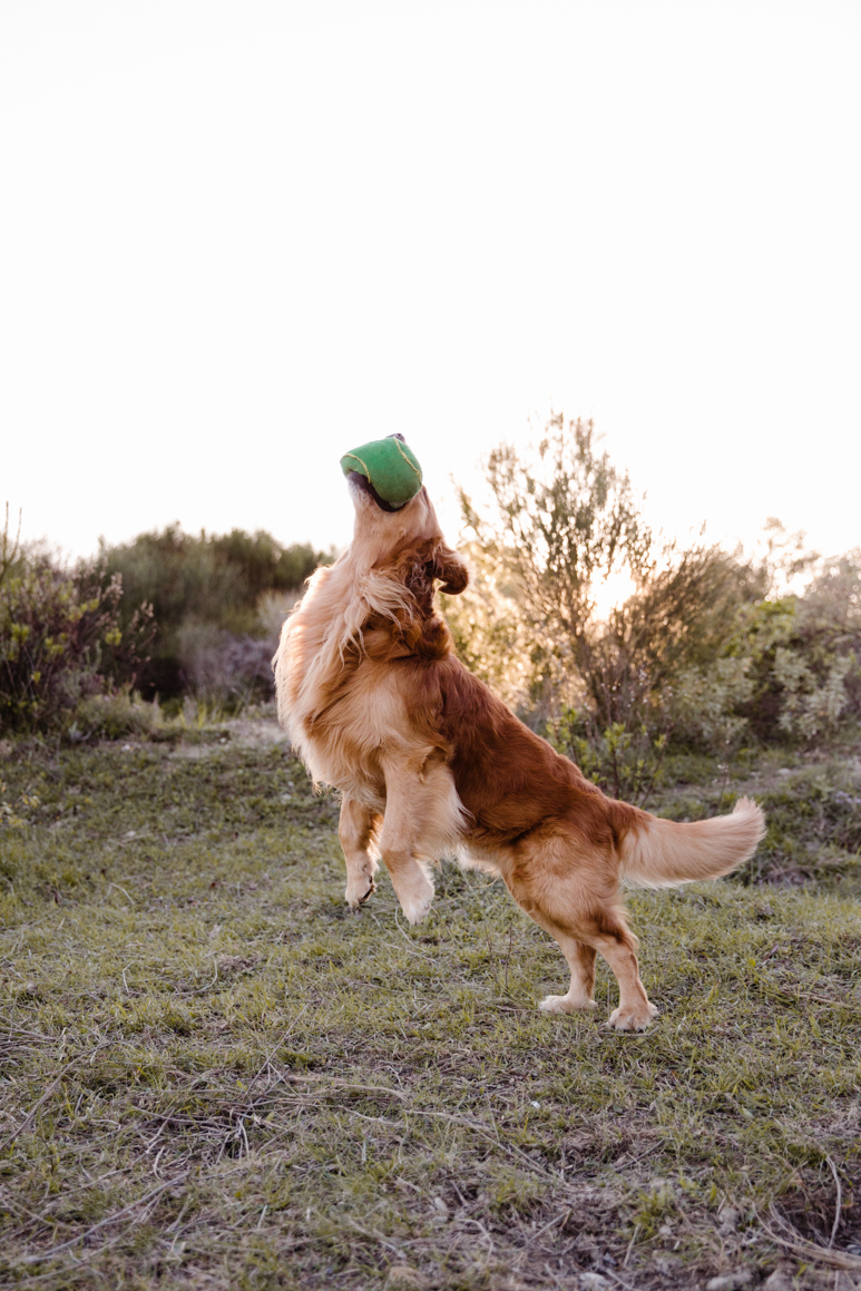 pet photography liguria ventimiglia provincia di imperia photoshoot golden retriever