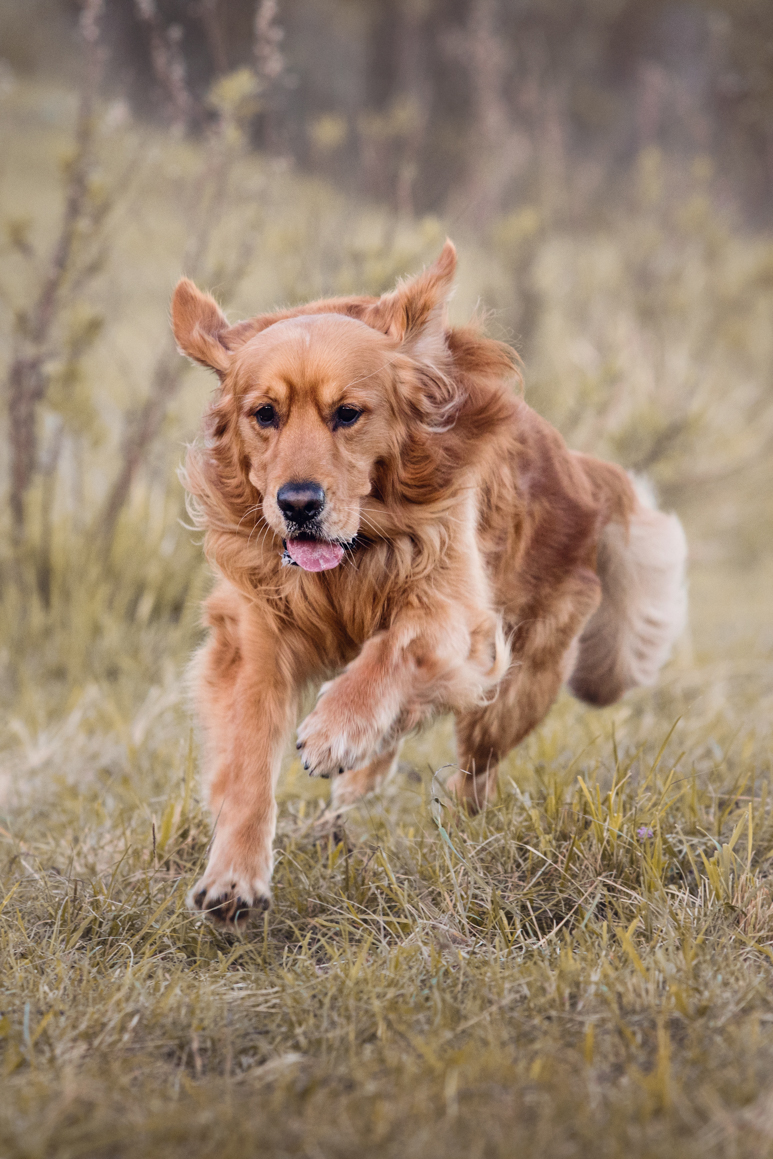 pet photography liguria ventimiglia provincia di imperia photoshoot golden retriever
