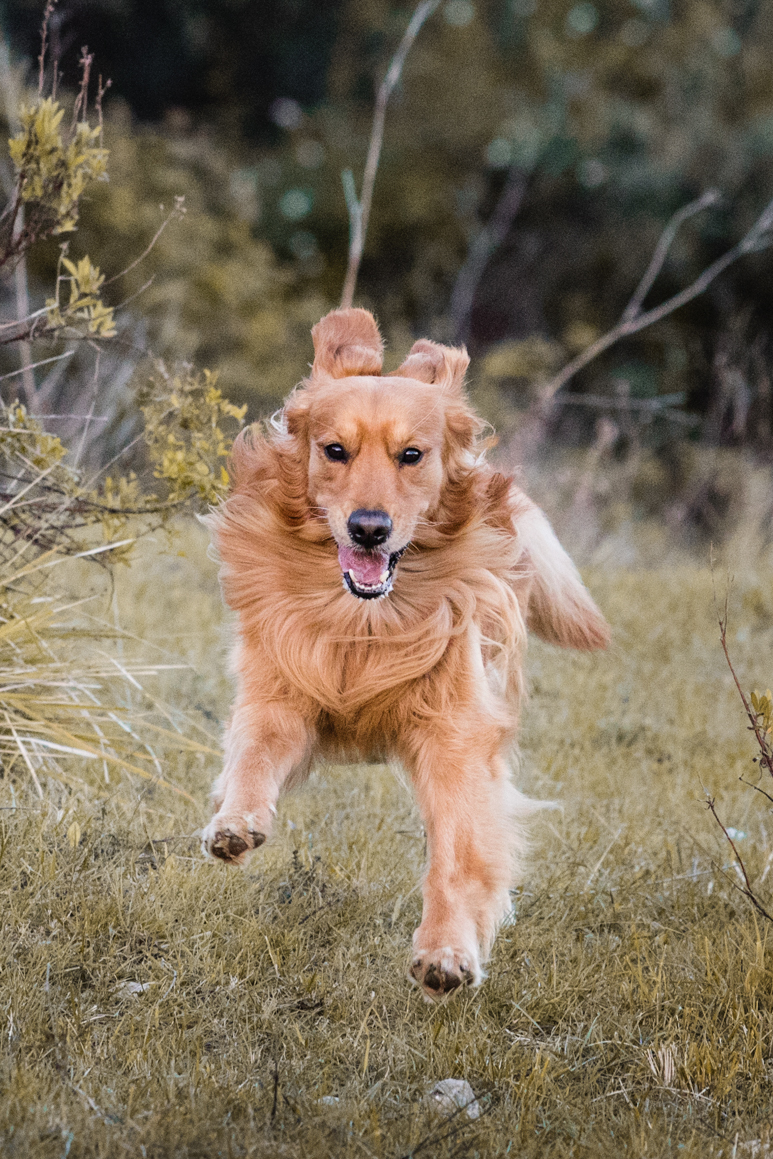 pet photography liguria ventimiglia provincia di imperia photoshoot golden retriever
