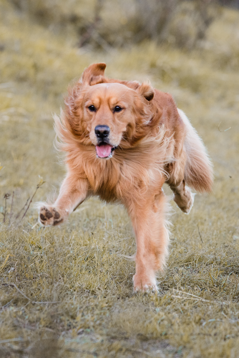 pet photography liguria ventimiglia provincia di imperia photoshoot golden retriever